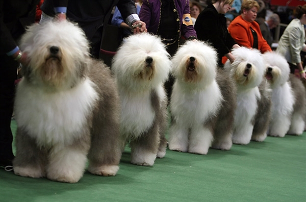 PETA invaded the Westminster dog show?