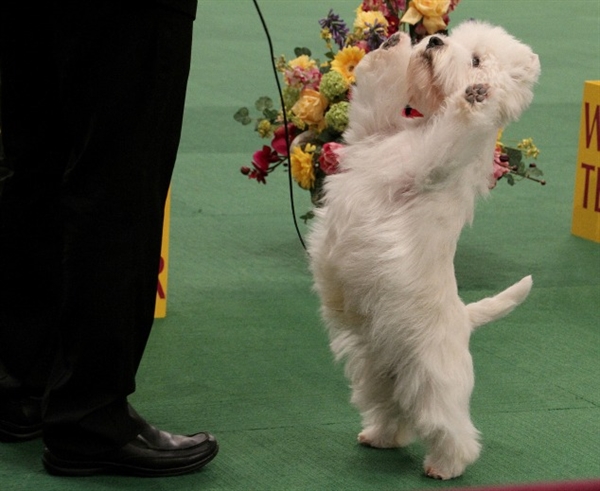 Is anyone watching the Westminster Kennel Dog Show?