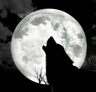 Why does wolf howl during full moon?