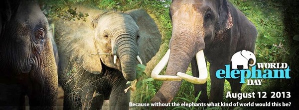 Save the elephants?