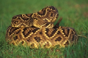 National Rattlesnake Roundup - where can I buy rattlesnake to eat in California?
