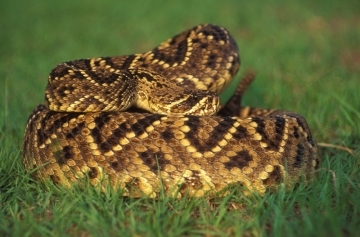 where can I buy rattlesnake to eat in California?