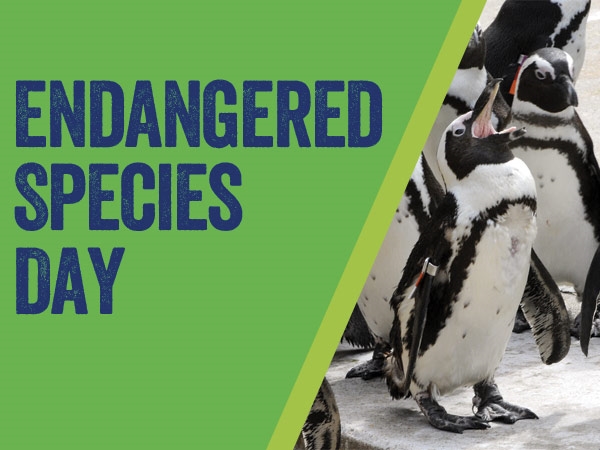 how many species become endangered every day ?