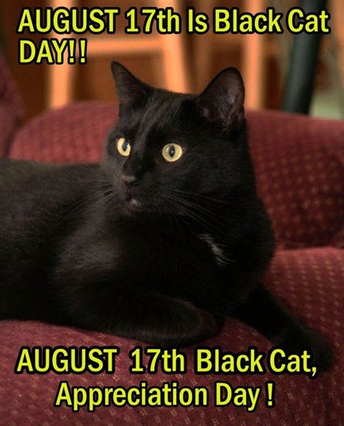 Did you know August 17th is black cat appreciation day?