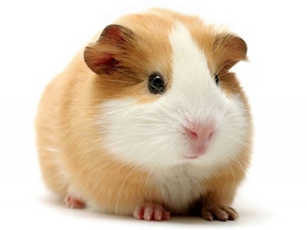 March is 'Rescued Guinea Pig Month' and more! :: The Friday Flyer ...