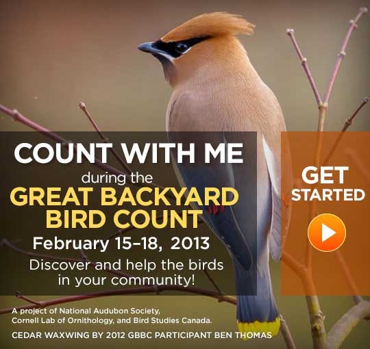 How popular is the Great Backyard Bird Count in your area? Will you participating in it this