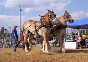 Mule Days - What did slave owners own mules for and how much were they back in those days?