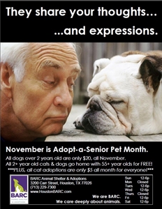 Adopt A Senior Pet Month - November is adopt a senior month?