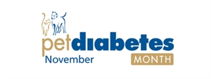 Pet Diabetes Month - How to maintain a Hamster with Diabetes?