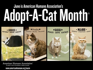 Adopt-A-Cat Month - adopting a cat and howwww?