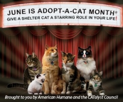 Questions about adopting a cat.?