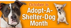 Adopt A Shelter Dog Month - If you adopted a shelter dog and 6 months later found?