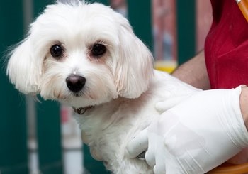 National Animal Control Appreciation Week - Pet Insurance Blog ...