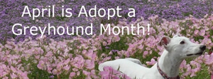 Adopt A Greyhound Month - Easily frightened Greyhound?