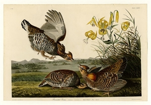 Audubon Day - John James Audubon. 10 points?