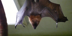 Bat Appreciation Day - reached the end of my rope. mature answers only please.?