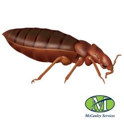 Blog - Little Rock Pest Control Pros Recognize Bed Bug Awareness Week