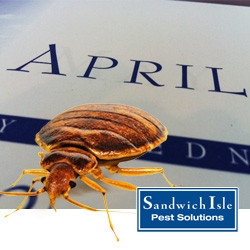 Blog - It's Bed Bug Awareness Week!