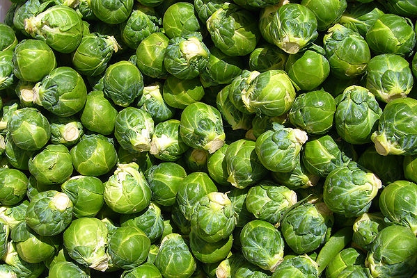 How do you grow brussel sprouts?