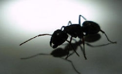 Carpenter Ants: America's #1 Pest