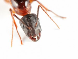 Carpenter Ant Awareness Week
