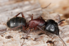 Recognizing Carpenter Ant Awareness Week