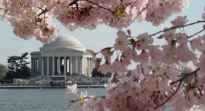 National Cherry Blossom Festival - Washington Cherry Blossom Festival 2012?