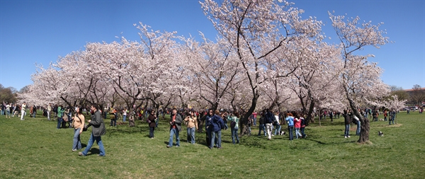 What does the national Cherry blossom festival celbrate?
