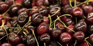 Cherry Month - How long does it take for Cherry Trees to start bearing fruit?