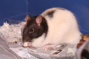 American Fancy Rat and Mouse Association - Wikipedia, the free ...