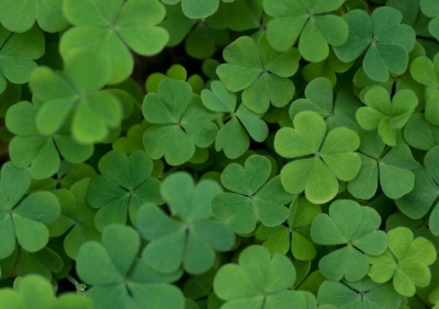 Regardless of your heritage, you're probably very aware of St. Patrick's Day