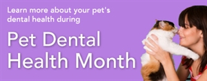 National Pet Dental Health Month - What dog treats are good for a dog with really bad breath, he also has a bad stomache sometimes?