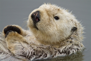 Sea Otter Awareness Week - What appreciation week is it?