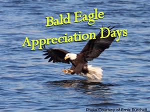 Bald Eagle Appreciation Days - what are some random national days?