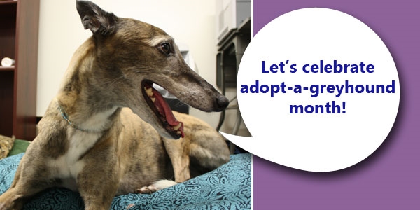 For everyone who adopted a greyhound?