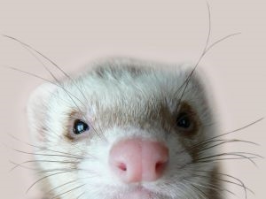 How often do ferrets eat a day?