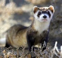 Black-footed ferrets?