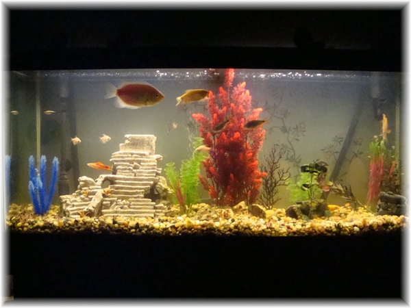 Fish Tank Floorshow Wallpapers HD. Fish, Fish Tank, Fish, Hd ...