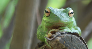 Frog Jumping Day - how much strenght will i gain if i do 800 pushups and 600 frog jumping a day?