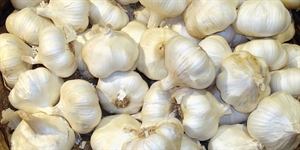Garlic Day - Is eating cloves of garlic once a day beneficial for your health?