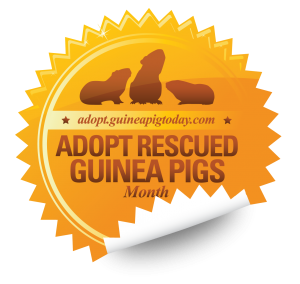 Adopt A Rescued Guinea Pig Month - Adopting a guinea pig?