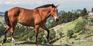 Horse Protection Day - What is good hoof protection for barefoot horses?