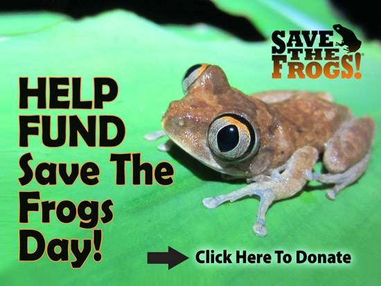 How do I save a frog thats dying?