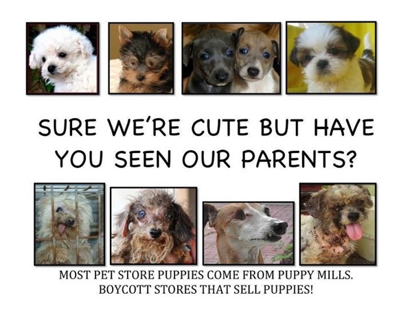 What day is Puppy Mill Awareness Day?