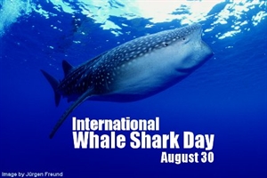 International Whale Shark Day - Shark nets HELP!!!?