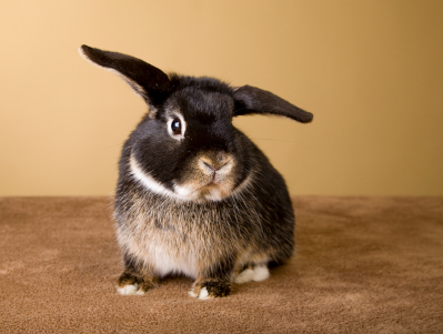 What are the rules for flying internationally with my pet rabbit?