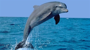 National Dolphin Day - When is national dolphin day?