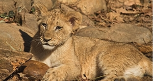 World Lion Day - is it true that the african lion is the fiercest animal in the world?