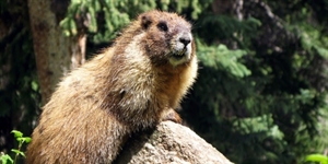 Marmot Day - What is a marmot,explain?