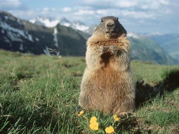 What is a marmot,explain?